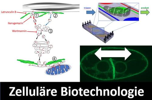 Zelluläre Biotechnologie