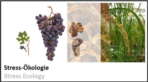 Pflanzenstress