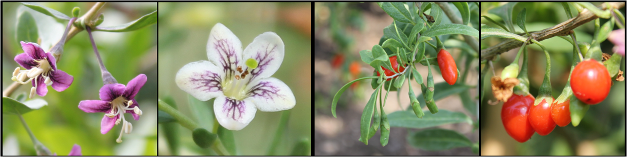 Lycium flowers and fruits