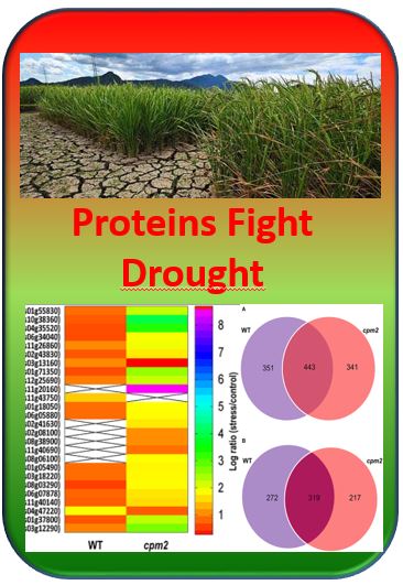 drought proteome