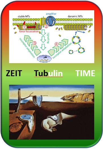 Mikrotubuli_Zeit