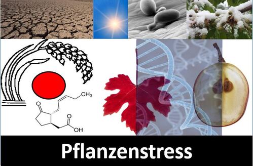 Pflanzenstress