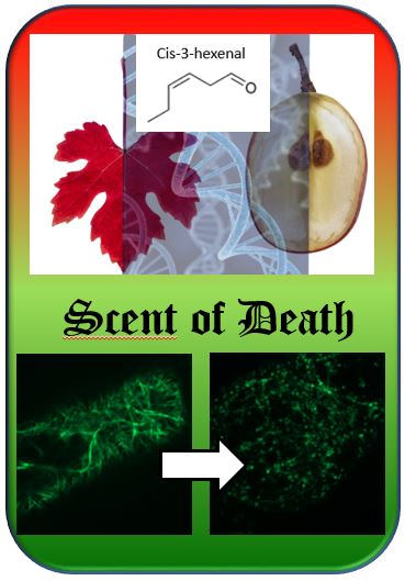 Scent_of_Death