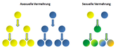 asexuelle und sexuelle Vermehrung