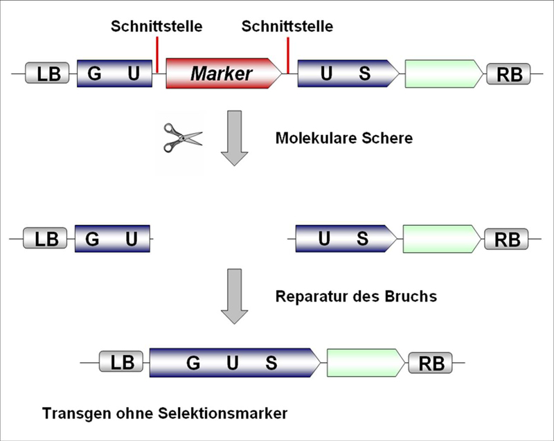 Markergene