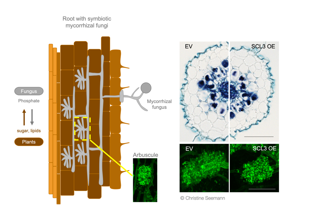 Seemann et al KIT