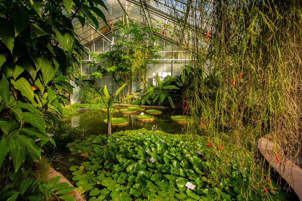 Botanischer Garten Seerosenhaus KIT